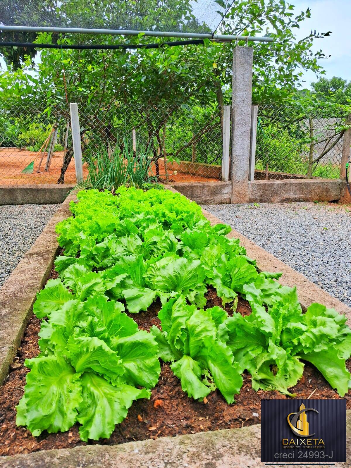 Fazenda à venda com 4 quartos, 1000m² - Foto 26