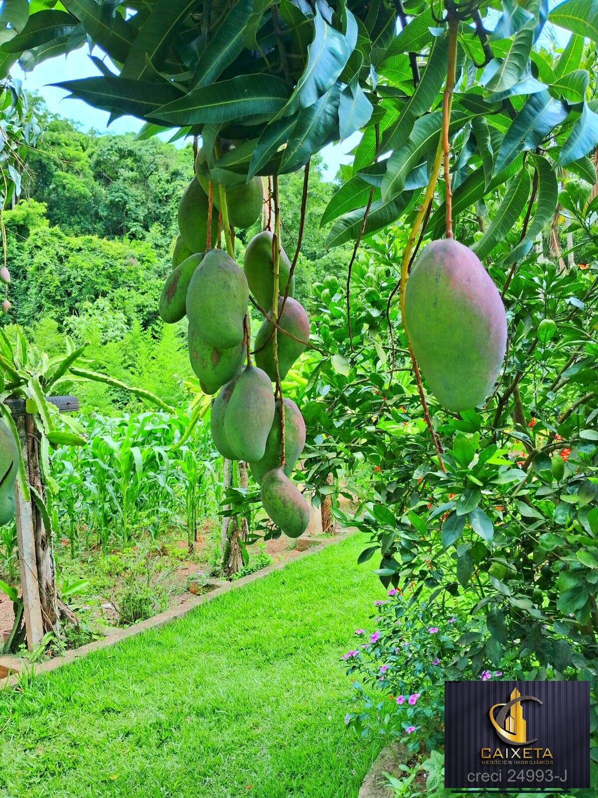 Fazenda à venda com 4 quartos, 1000m² - Foto 23